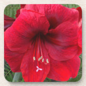 Red Amaryllis Bloom Floral Getränkeuntersetzer (Vorderseite)