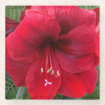 Red Amaryllis Bloom Floral