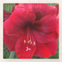 Red Amaryllis Bloom Floral Glasuntersetzer