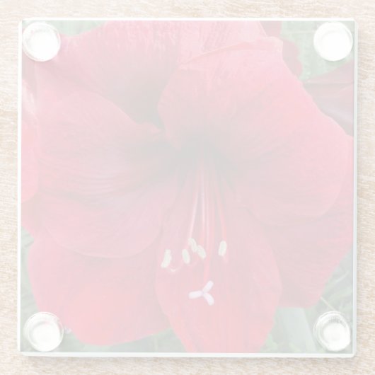 Red Amaryllis Bloom Floral Glasuntersetzer (Rückseite)