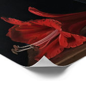 Red Amaryllis Blume Art Print Poster (Ecke)