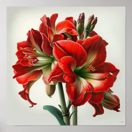 Red Amaryllis Blume Art Print Poster (Vorne)