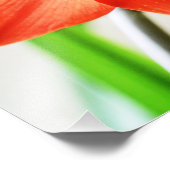 Red Amaryllis Blume Fotodruck (Ecke)