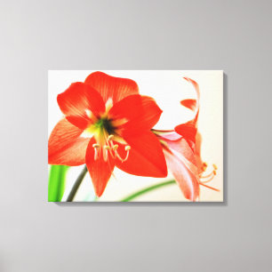 Red Amaryllis Blume Leinwanddruck