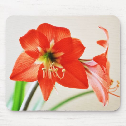 Red Amaryllis Blume Mousepad (Vorne)