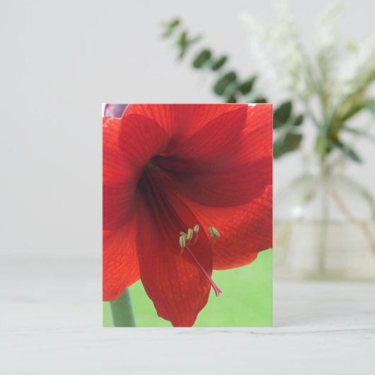 Red Amaryllis Blume Naturpark California Postkarte (Stehend Vorderseite)