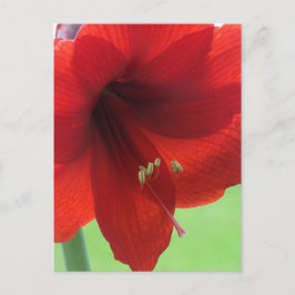 Red Amaryllis Blume Naturpark California Postkarte