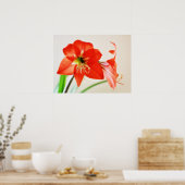 Red Amaryllis Blume Poster (Küche)