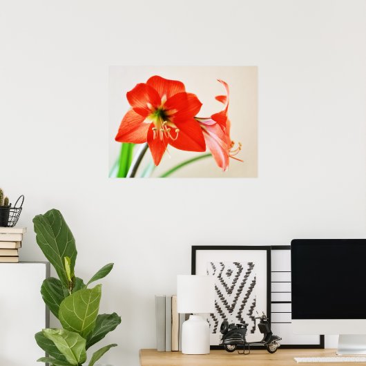 Red Amaryllis Blume Poster (Heimbüro)