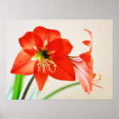 Red Amaryllis Blume Poster (Vorne)