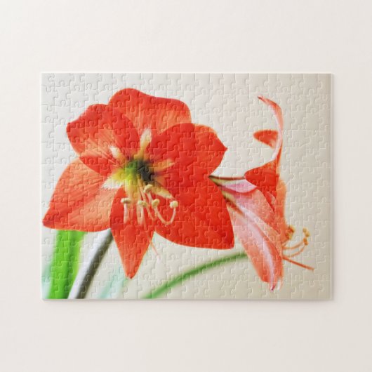Red Amaryllis Blume Puzzle (Horizontal)