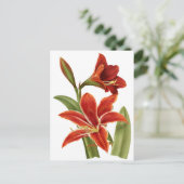 Red Amaryllis Botanical Print Postkarte (Stehend Vorderseite)