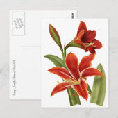 Red Amaryllis Botanical Print Postkarte (Vorne/Hinten)