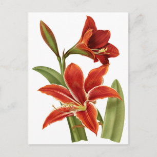 Red Amaryllis Botanical Print Postkarte