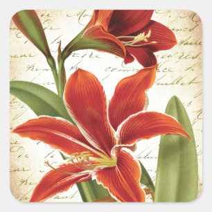 Red Amaryllis Christmas Blume Botanical Quadratischer Aufkleber