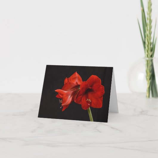 Red Amaryllis Dankeskarte (Vorderseite)