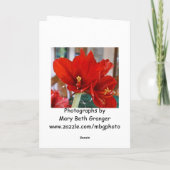 Red Amaryllis Feiertagskarte (Rückseite)