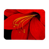 Red Amaryllis Magnet (Horizontal)