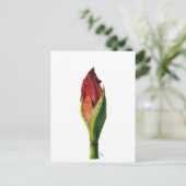 Red Amaryllis Postcard Postkarte (Stehend Vorderseite)