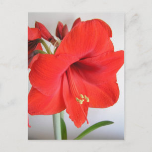 Red Amaryllis Postkarte