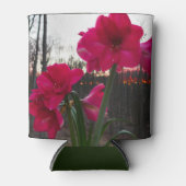 Red Amaryllis und Winter Sunrise Dosenkühler (Vorderseite)