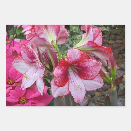 Red Amaryllis und Winter Sunrise Geschenkpapier Set (Vorderseite 3)