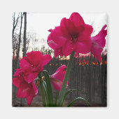 Red Amaryllis und Winter Sunrise Magnet (Vorne)
