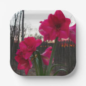 Red Amaryllis und Winter Sunrise Pappteller (Vorderseite)