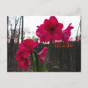 Red Amaryllis und Winter Sunrise Postkarte