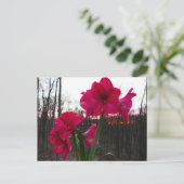 Red Amaryllis und Winter Sunrise Postkarte (Stehend Vorderseite)