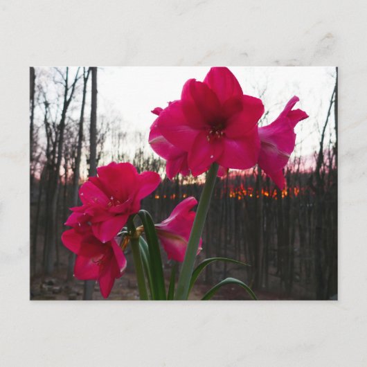 Red Amaryllis und Winter Sunrise Postkarte (Vorderseite)