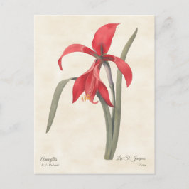 Red Amaryllis Vintag Botanische Illustration Postkarte