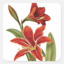 Red Amaryllis Weihnachtsfeiertage Vintag Botanisch Quadratischer Aufkleber