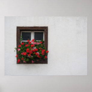 Red And Pink Pelargonium Poster