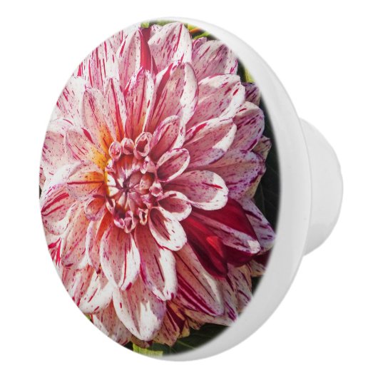 RED AND WHITE DAHLIA KERAMIKKNAUF (Rechts)