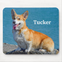 Red and White Pembroke Welsh Corgi Puppy Dog