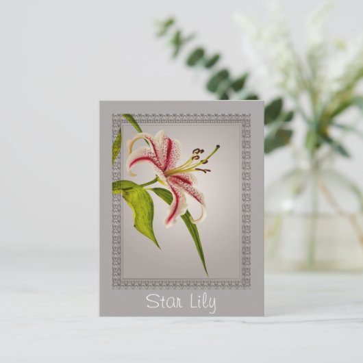 Red and White Star Lily on Shades of Gray Postkarte (Stehend Vorderseite)