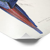 Red and Yellow Macaw Edward Lear Illustration Fotodruck (Ecke)