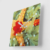Red And Yellow Sea Star Quadratische Wanduhr (Winkel)