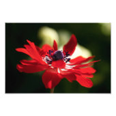 Red Anemone Blume Fotodruck (Vorne)