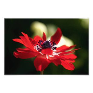 Red Anemone Blume Fotodruck