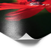 Red Anemone Blume Fotodruck (Ecke)