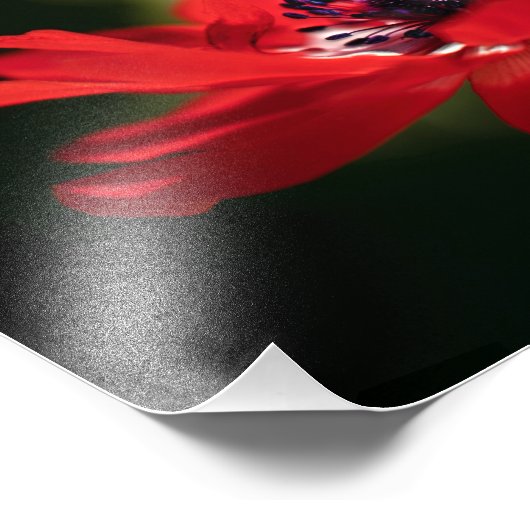 Red Anemone Blume Fotodruck (Ecke)