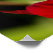 Red Anemone Blume Poster (Ecke)