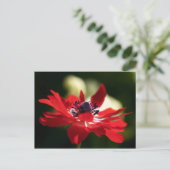 Red Anemone Blume Postkarte (Stehend Vorderseite)