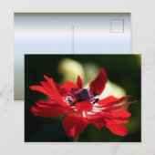 Red Anemone Blume Postkarte (Vorne/Hinten)