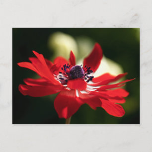 Red Anemone Blume Postkarte