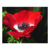 Red Anemone Fotodruck (Vorne)