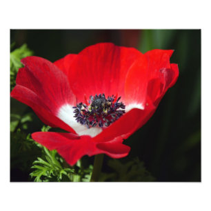Red Anemone Fotodruck