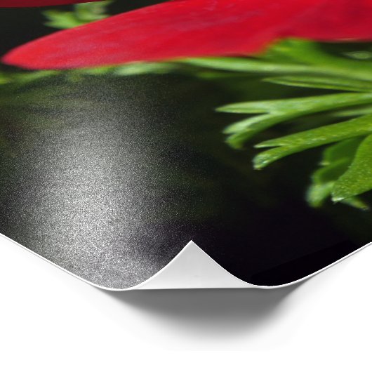 Red Anemone Fotodruck (Ecke)